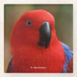 Schöne "Lady in Red" Eclectus Parrot Glasuntersetzer