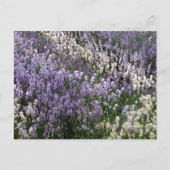 Schöne Lavendel Postkarte (Vorderseite)