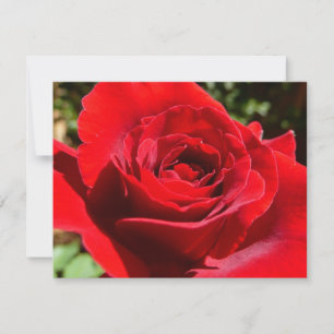 Schöne leuchtend rote Rosenblume Blumen Karte
