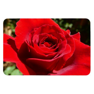 Schöne leuchtend rote Rosenblume Blumen Magnet