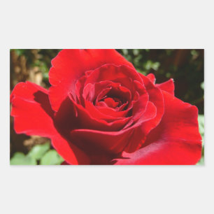 Schöne leuchtend rote Rosenblume Blumen Rechteckiger Aufkleber