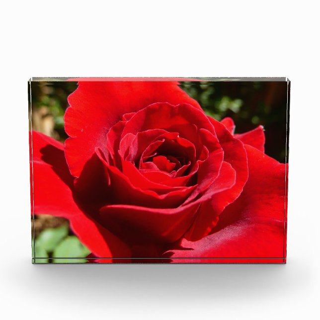 Schöne leuchtend rote Rosenblume Fotoblock (Vorderseite)