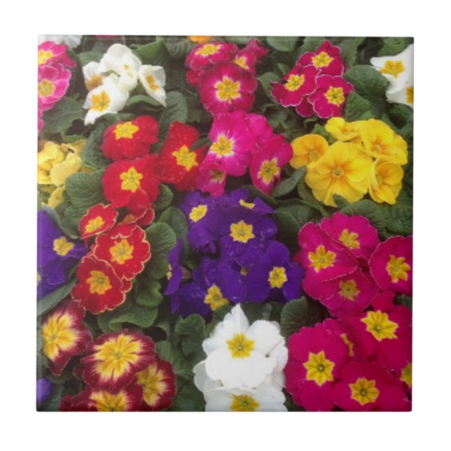 Schöne leuchtende Polyanthus-Blumen Fliese (Vorderseite)