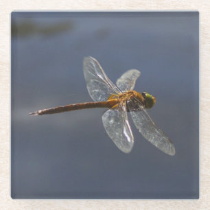 Schöne Libelle Nah über Wasser Glasuntersetzer