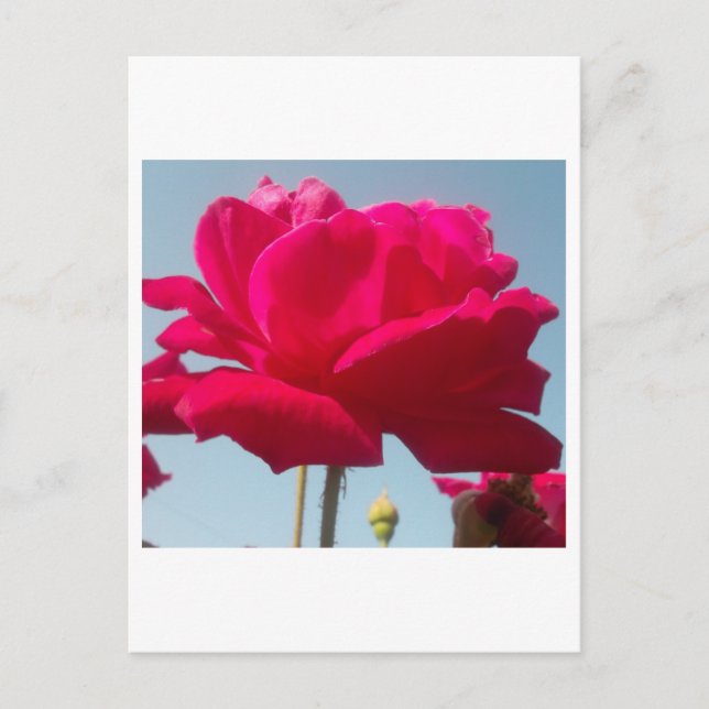Schöne, liebevolle Rose Rot gegen Blau Postkarte (Vorderseite)