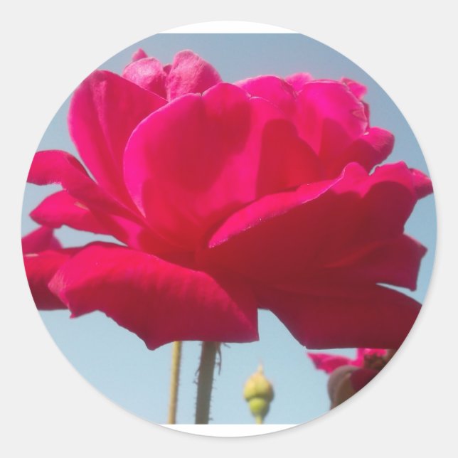 Schöne, liebevolle Rose Rot gegen Blau Runder Aufkleber (Vorderseite)