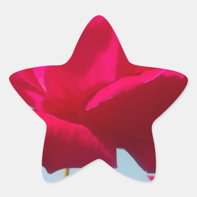 Schöne, liebevolle Rose Rot gegen Blau Stern-Aufkleber (Vorderseite)