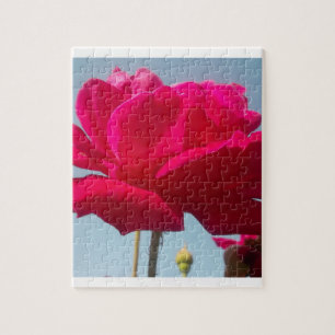 Schöne Liebliche Himmlische Rose Rot Gegen Blau