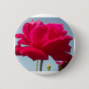 Schöne Liebliche Himmlische Rose Rot Gegen Blau Button