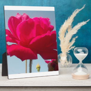 Schöne Liebliche Himmlische Rose Rot Gegen Blau Fotoplatte