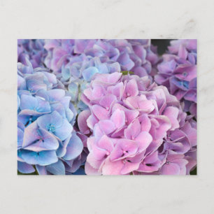 Schöne Lila, blaue, rosa Hydrangea-Blume Postkarte