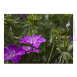 Schöne lila Blume