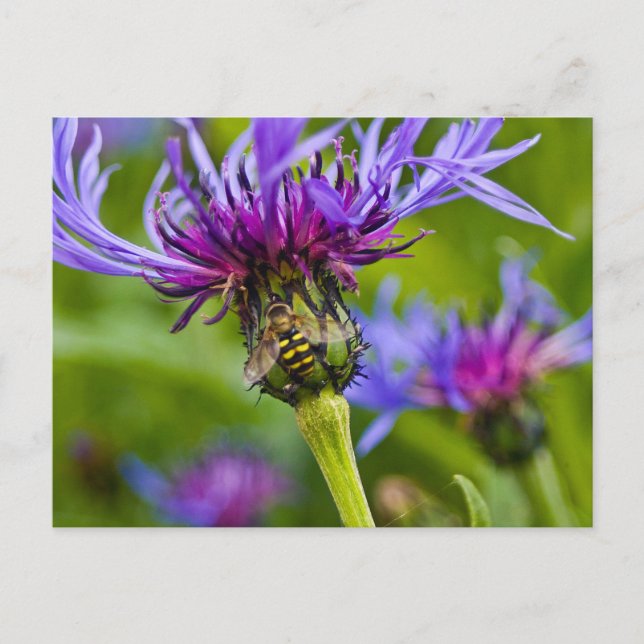 Schöne lila Blume mit Honigbiene Postkarte (Vorderseite)