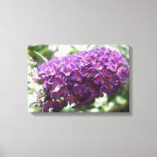 Schöne Lila Buddleia Blume Canvas Print Leinwanddruck