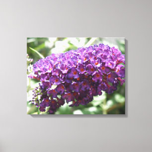 Schöne Lila Buddleia Blume Canvas Print Leinwanddruck