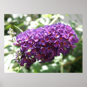 Schöne Lila Buddleia-Blume drucken Poster