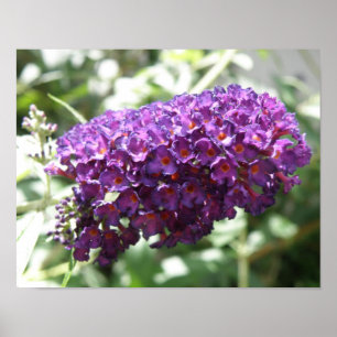 Schöne Lila Buddleia-Blume drucken Poster