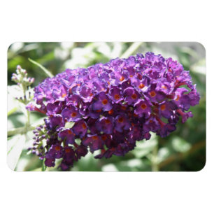 Schöne Lila Buddleia Blume Premium Magnet