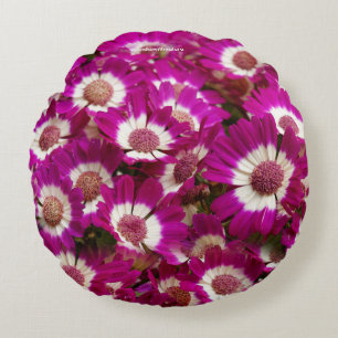 Schöne Lila Cineraria-Blume Rundes Kissen