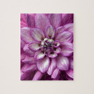 Schöne lila Dahlia Blume
