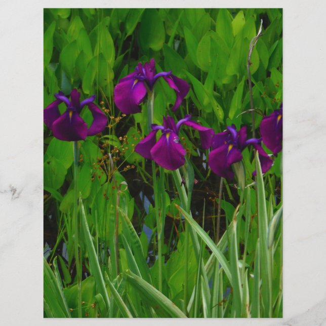 Schöne Lila Iris (Vorderseite)
