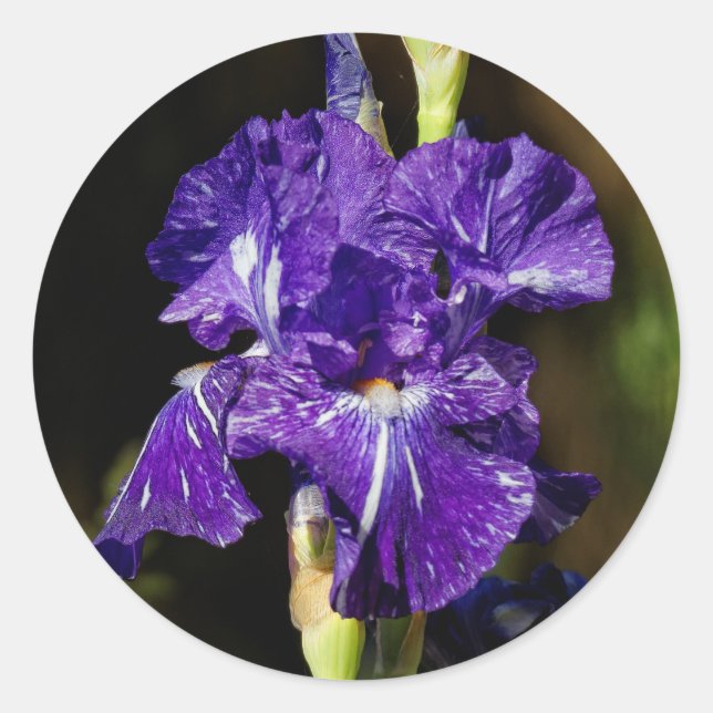 Schöne Lila Iris am Nachmittag Runder Aufkleber (Vorderseite)