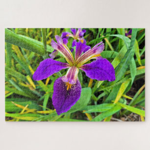 Schöne lila Iris-Blume in Blüte
