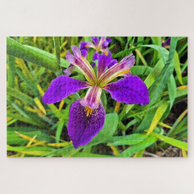 Schöne lila Iris-Blume in Blüte (Horizontal)