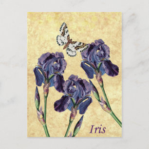 Schöne Lila Iris-Blume und Schmetterling Postkarte