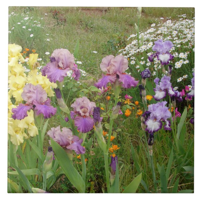 Schöne lila Iris-Blumen-Blumenfoto Fliese (Vorderseite)