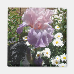 Schöne lila Iris Blumen Foto floral Magnet