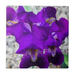 Schöne lila Iris Fliese