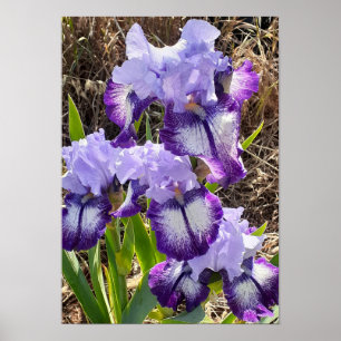 Schöne lila Iris-Lilien-Blumengartenposter Poster
