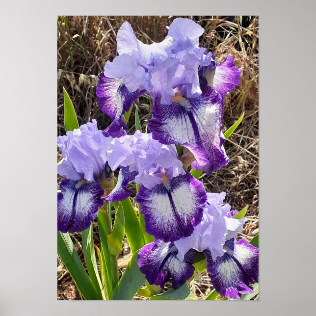Schöne lila Iris-Lilien-Blumengartenposter Poster (Vorne)
