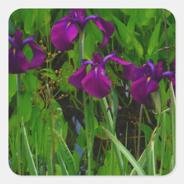 Schöne Lila Iris Quadratischer Aufkleber (Vorderseite)