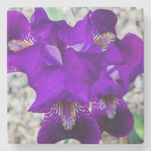 Schöne lila Iris Steinuntersetzer