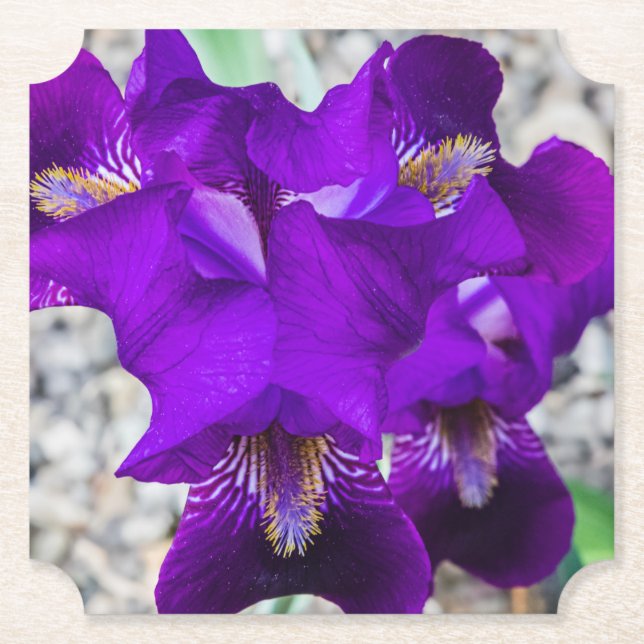 Schöne lila Iris Untersetzer (Vorderseite)