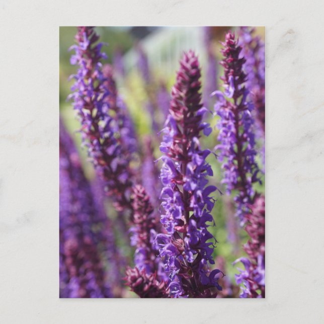 Schöne lila Lavender Blume Postkarte (Vorderseite)