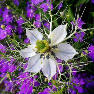 Lila Ball Blumen Geschenke Zazzle Ch