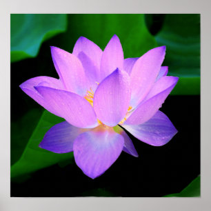 Schöne lila Lotos-Blume im Wasser Poster