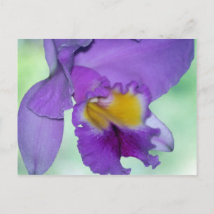 Schöne lila Orchidee Blume Postkarte