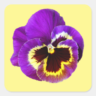 Schöne lila Pansy Quadratischer Aufkleber