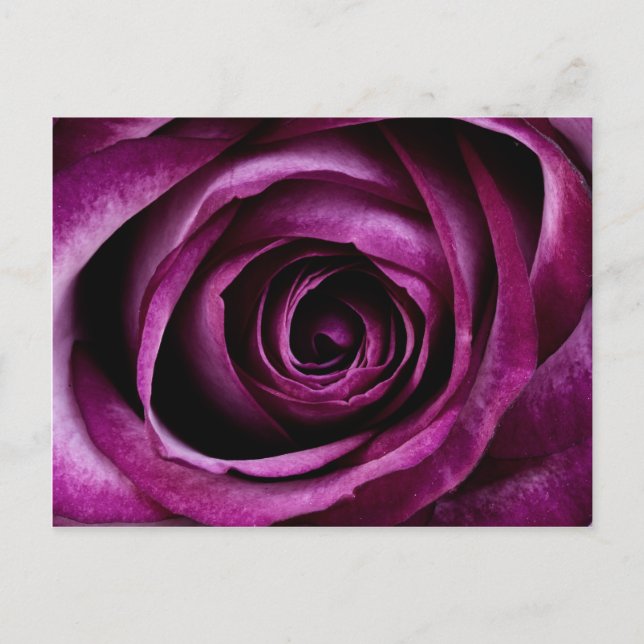 Schöne Lila Rose Blume Petals Girls Geschenke Postkarte (Vorderseite)
