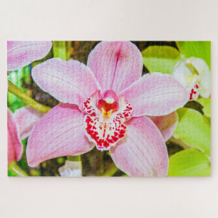Schöne lila und weiße Blume