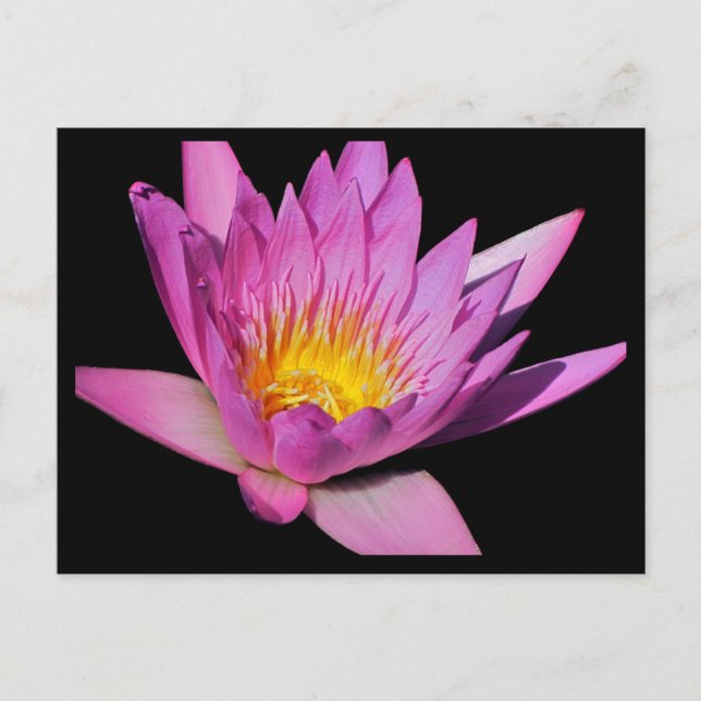 Schöne lila Wasserlilie #200NW 200 Postkarte (Vorderseite)
