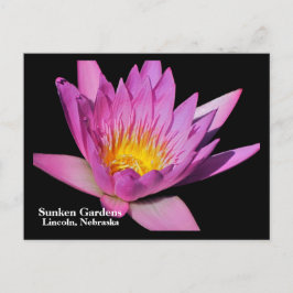 Schöne lila Wasserlilie #800NW 800 Postkarte