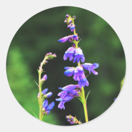 Schöne Lila Wildblumen in Bloom in Kanada Runder Aufkleber