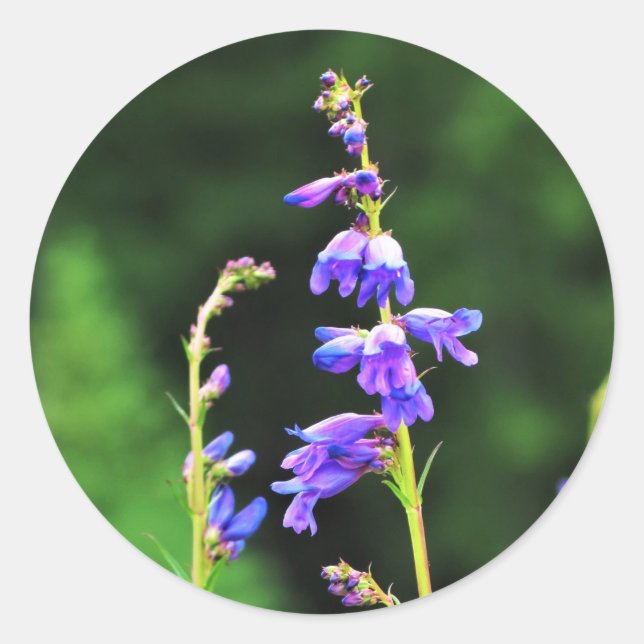 Schöne Lila Wildblumen in Bloom in Kanada Runder Aufkleber (Vorderseite)