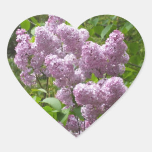 Schöne Lilacs - Blumenfotografie Herz-Aufkleber
