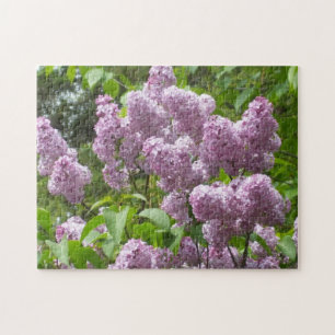 Schöne Lilacs - Blumenfotos 